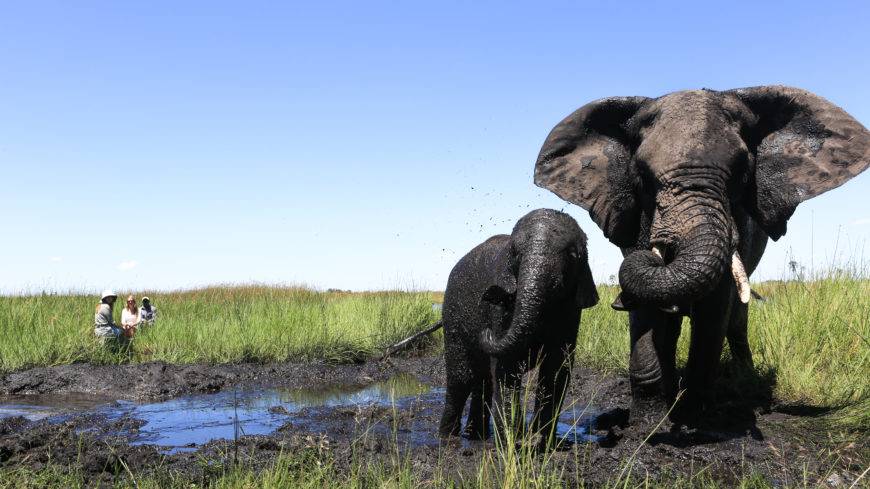 ABU CAMP, Okavango Delta, Botswana