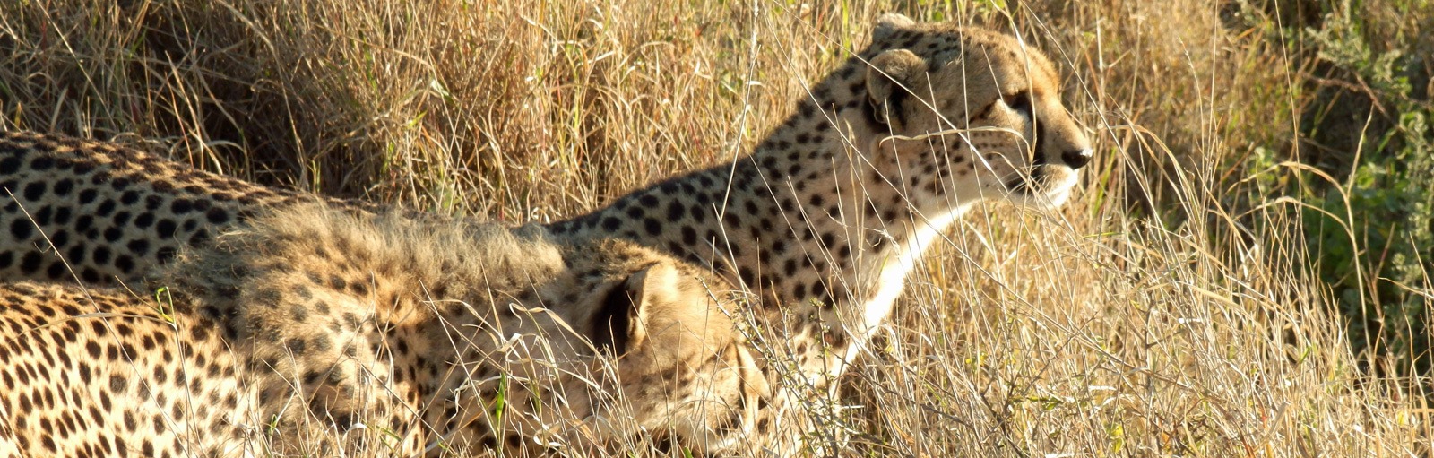 Loliondo, Serengeti, Tanzania