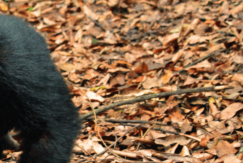 Chimp at Greystoke Mahale trek, Hannah Rayner