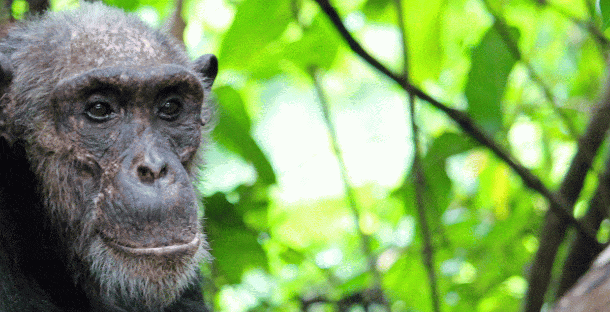 Chimp at Greystoke Mahale trek, Hannah Rayner