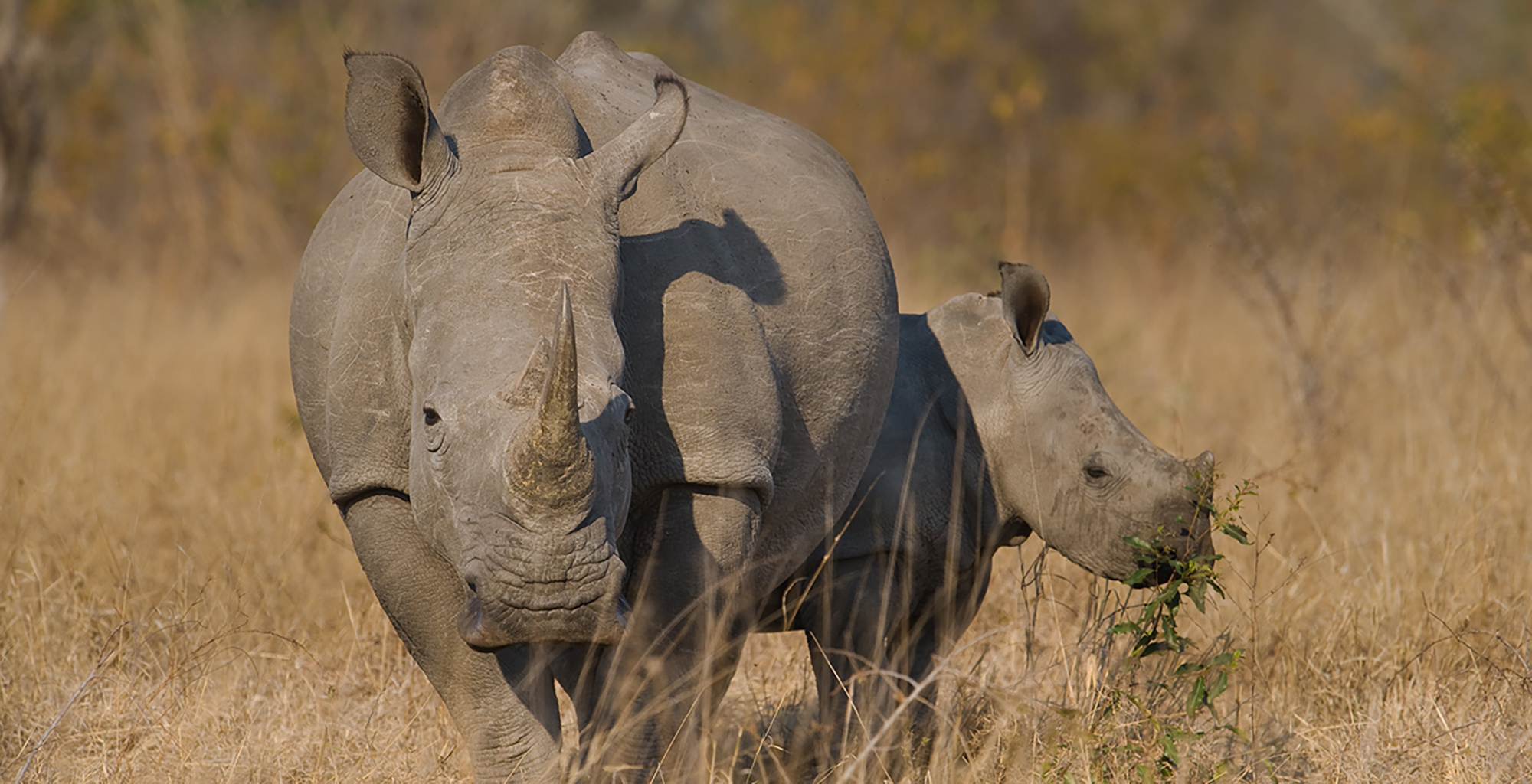 South-Africa-Kruger-White-Rhino