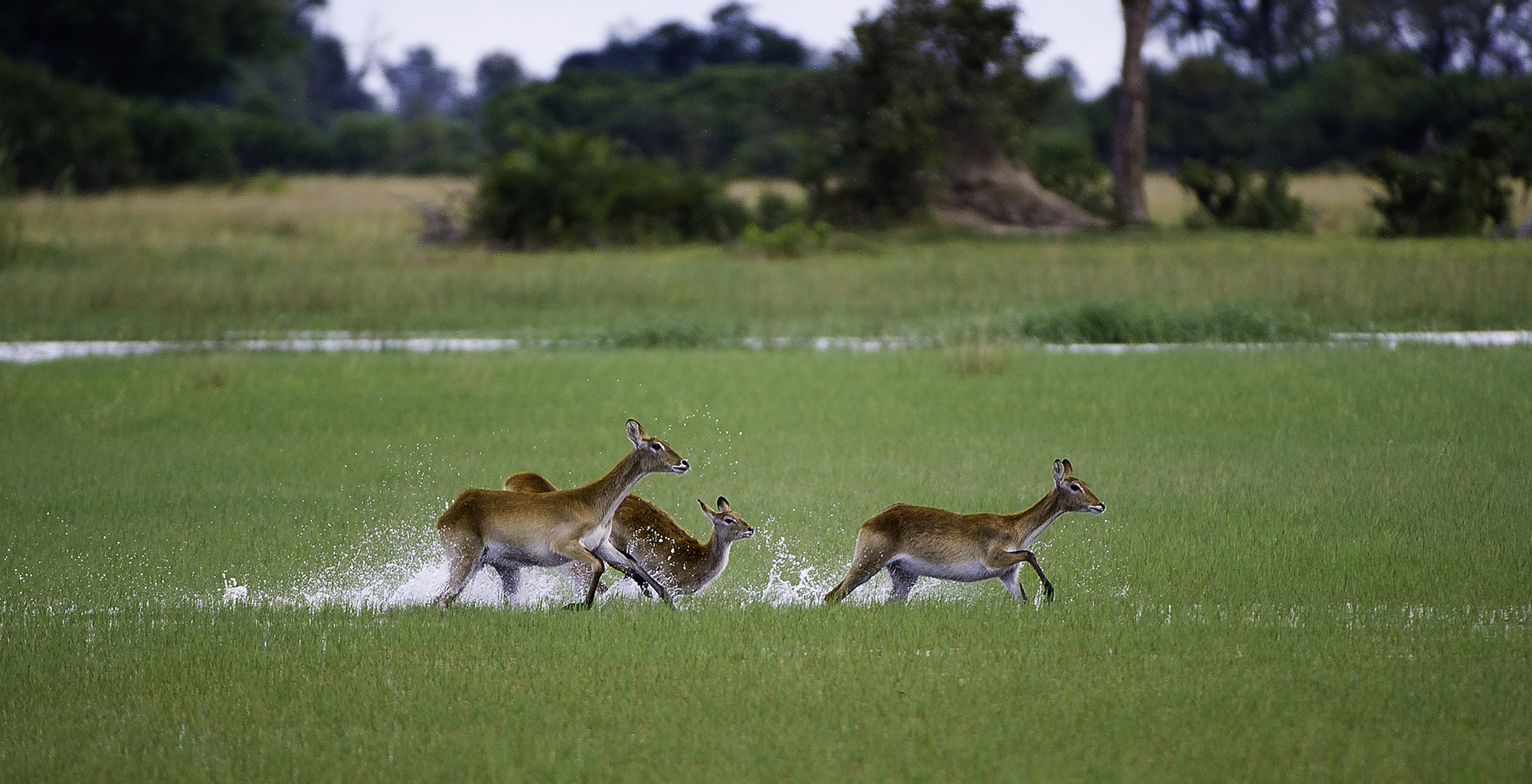Botswana-Okavango-Delta-Wildlife