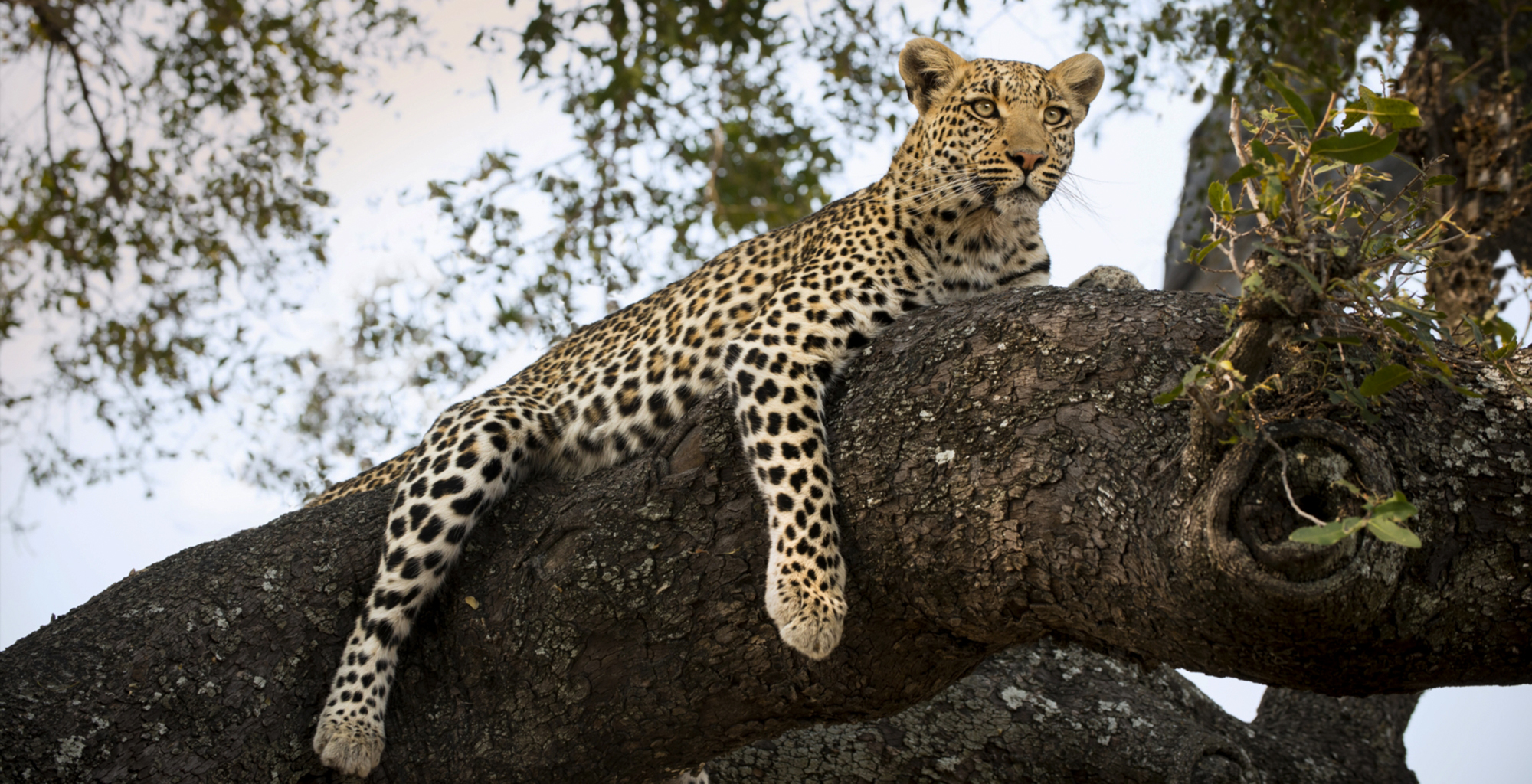 Botswana-Okavango-Delta-Wildlife-Leopard