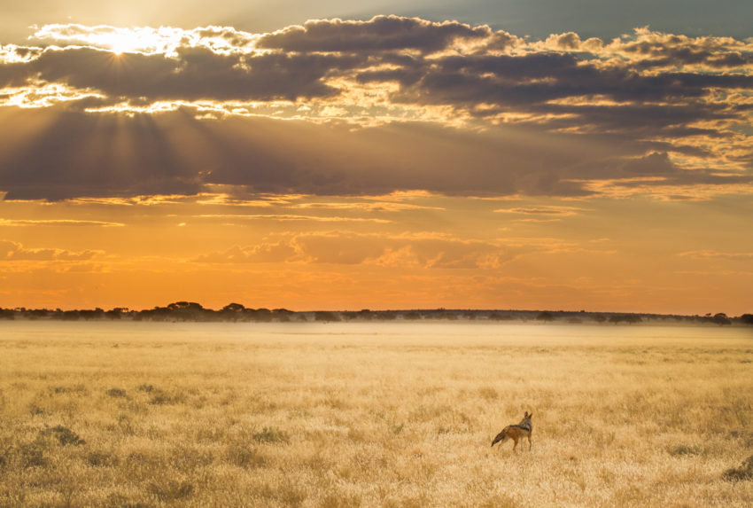 safari scenery