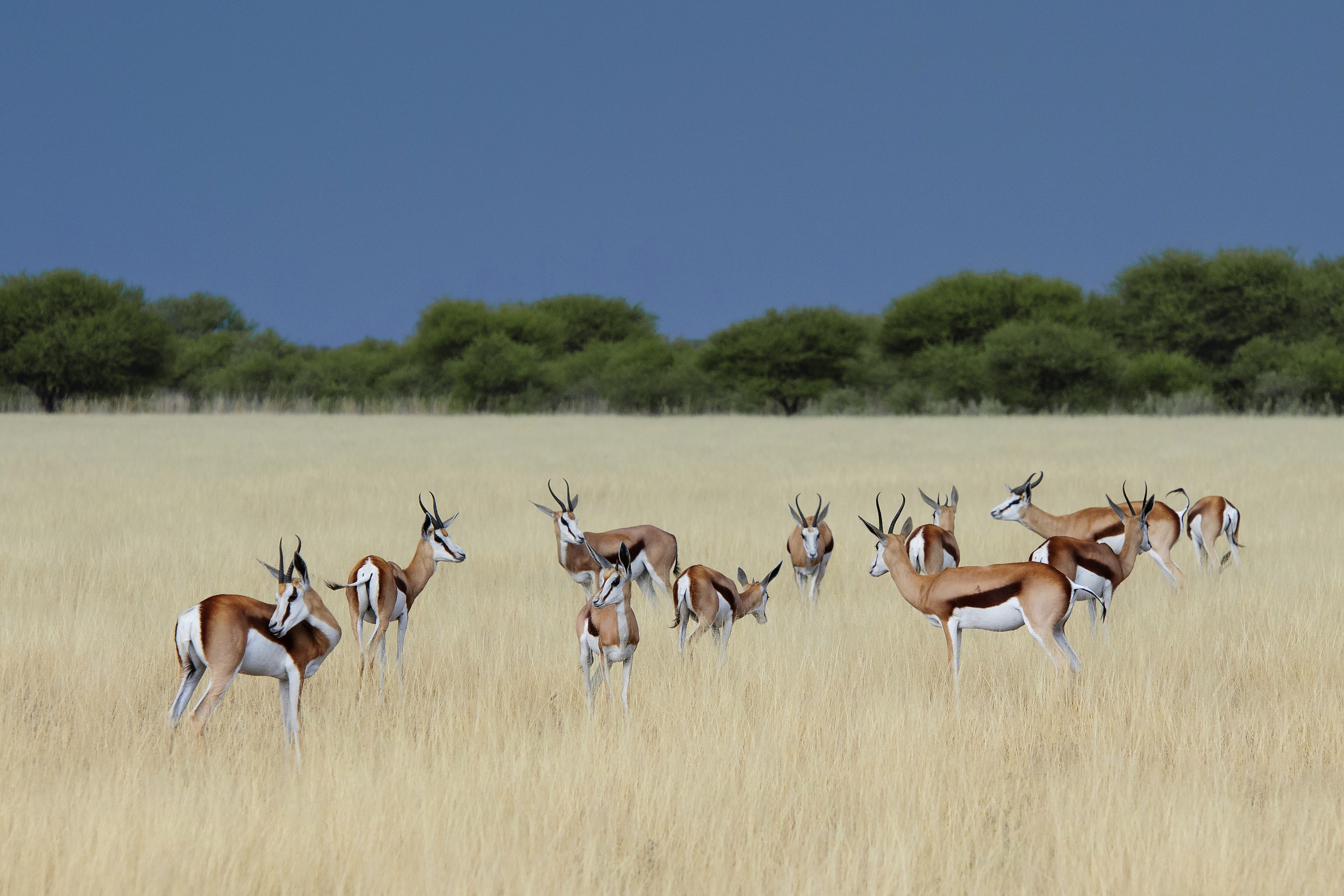 Kalahari Reserve Botswana Wildlife