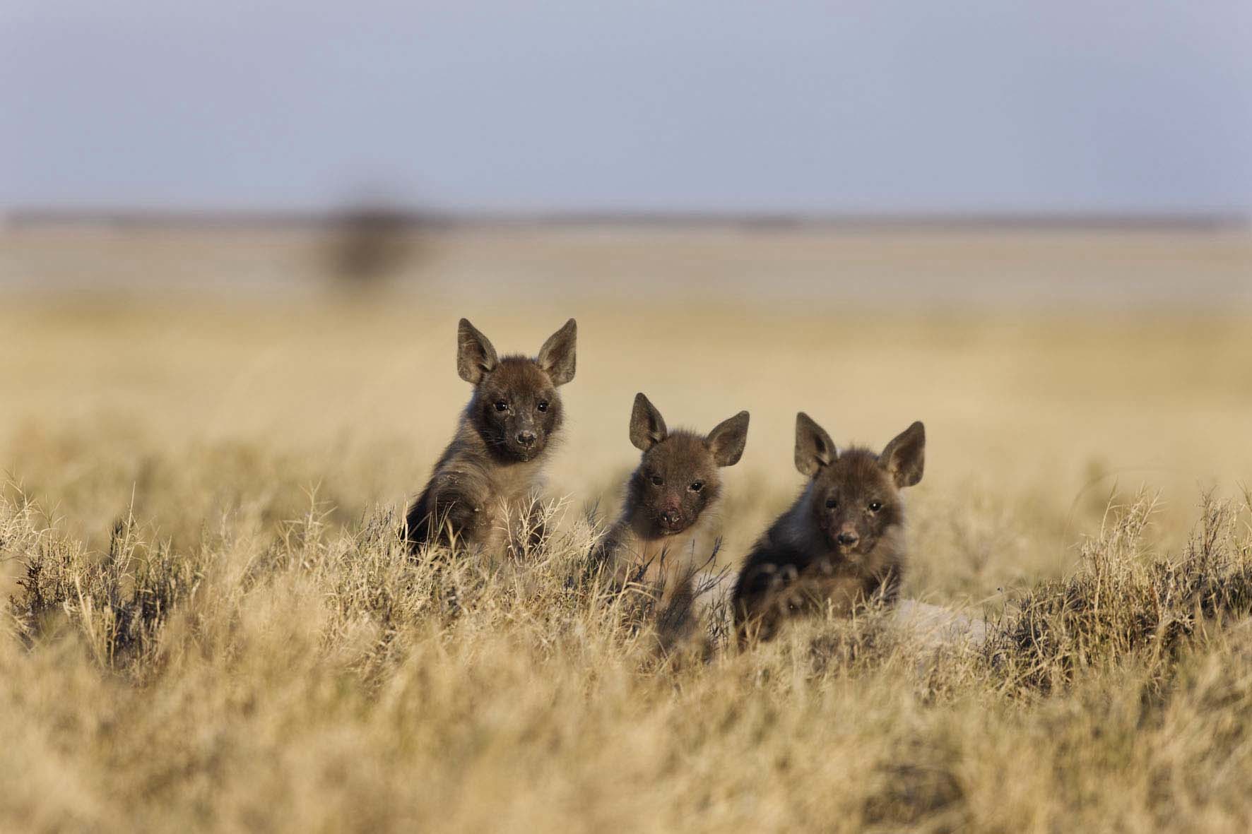 Makgadikgadi Botswana Wildlife