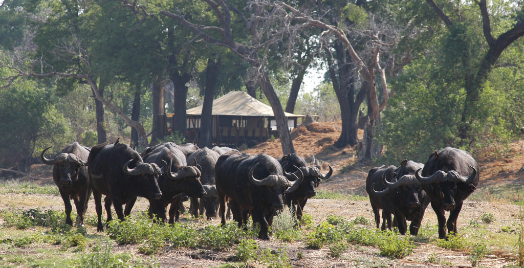 Botswana-Chobe-Enclave-Wildlife