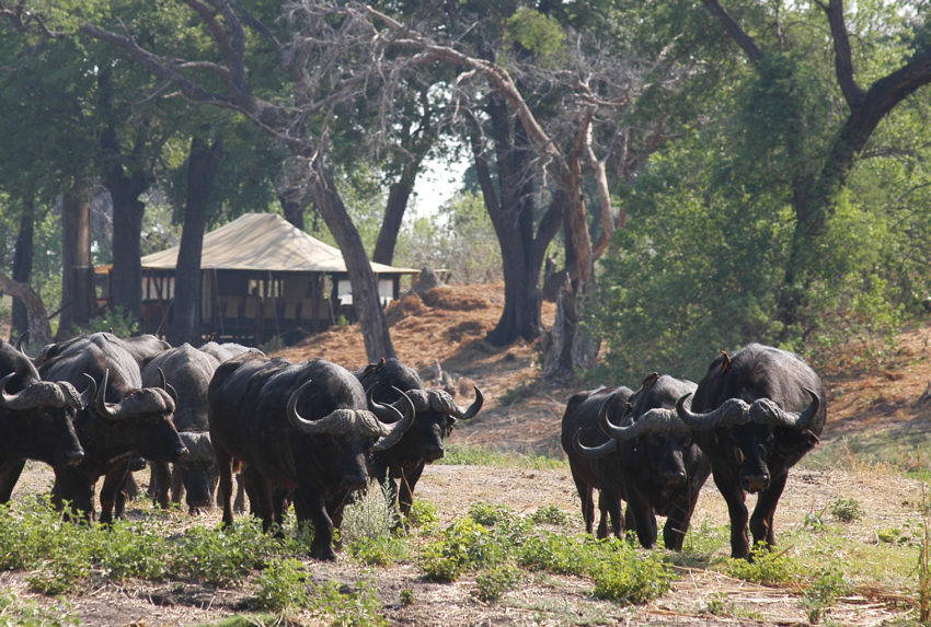 Botswana-Chobe-Enclave-Wildlife