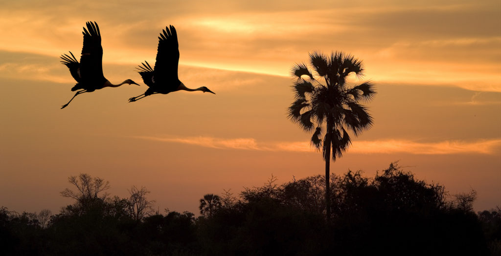 Botswana-Linyanti-Sunset