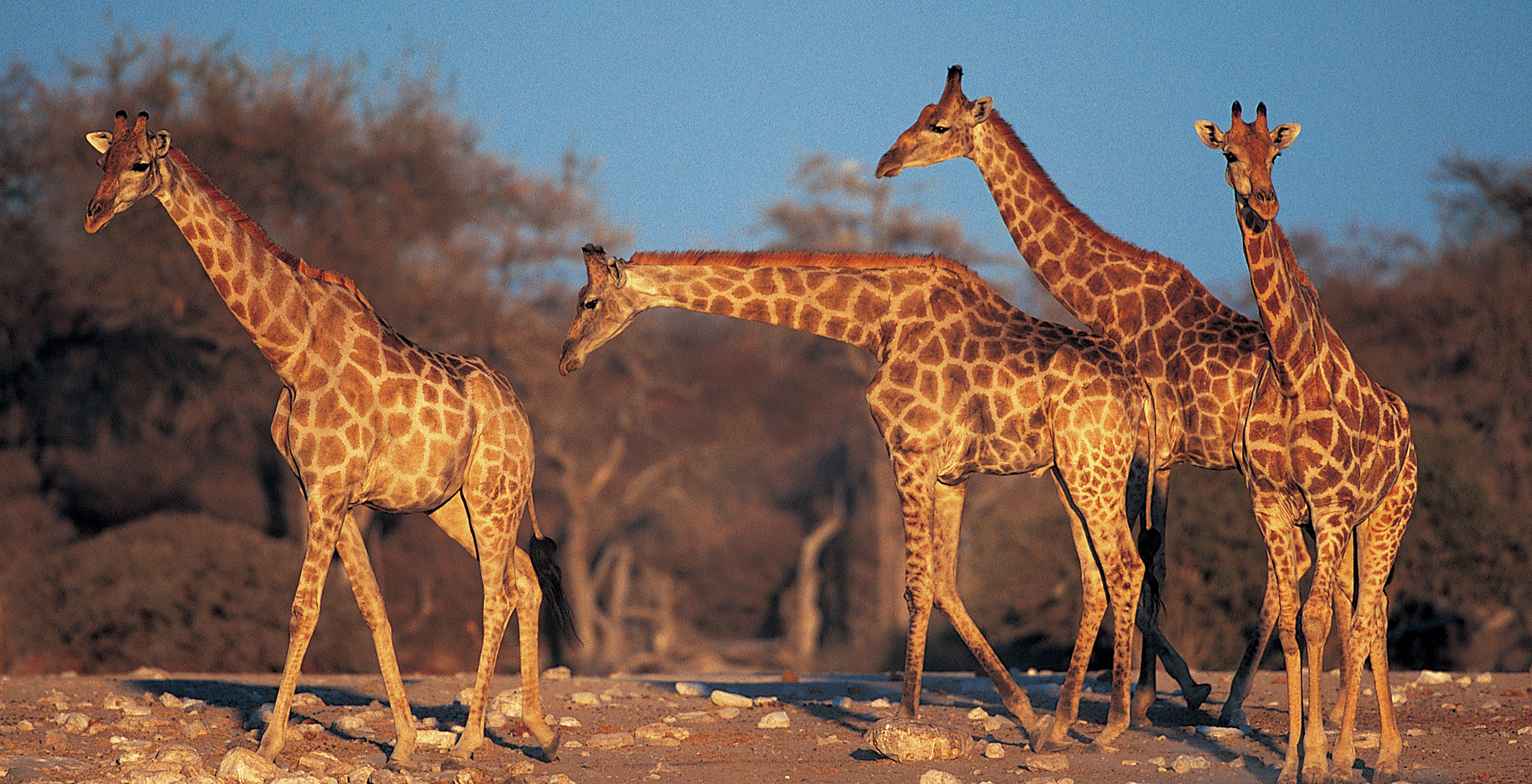 Botswana-Chobe-National-Park-Giraffe