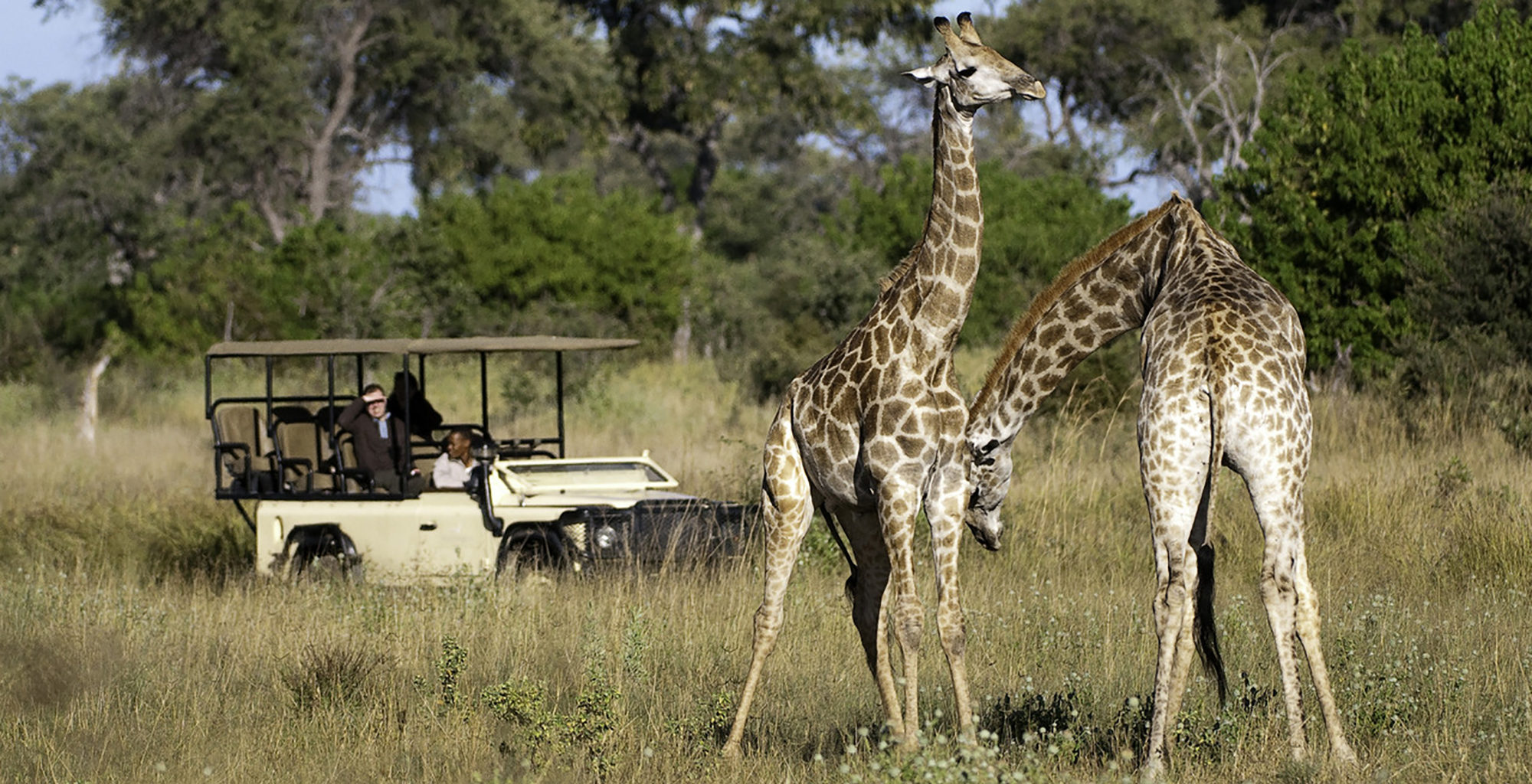 Botswana-Savuti-Giraffe