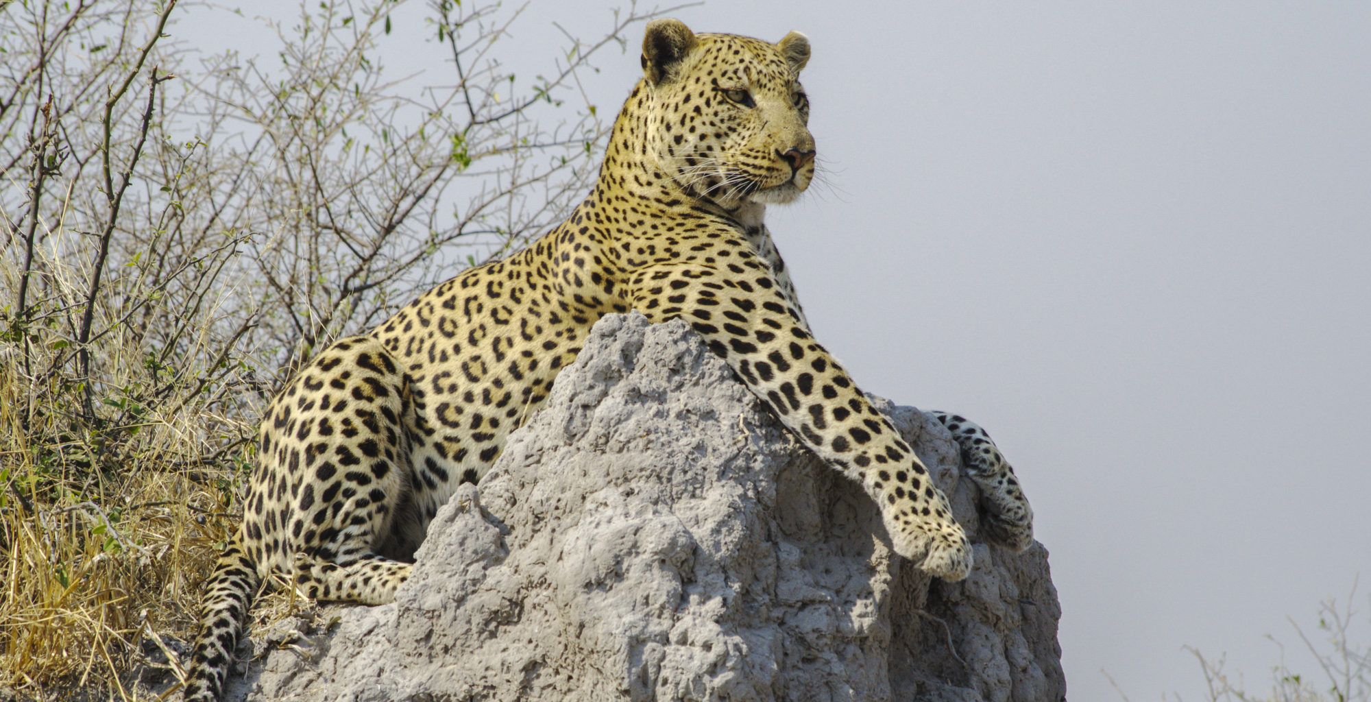 Botswana-Savuti-Leopard