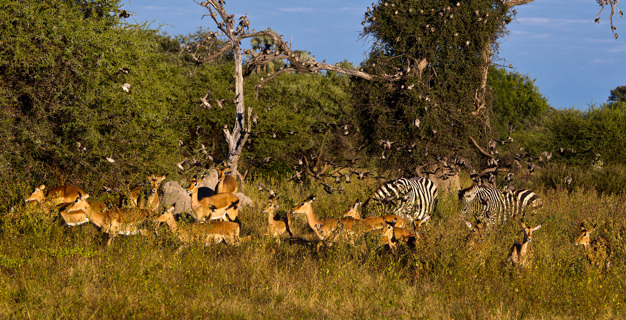 Botswana-Moremi-Reserve-Wildlife