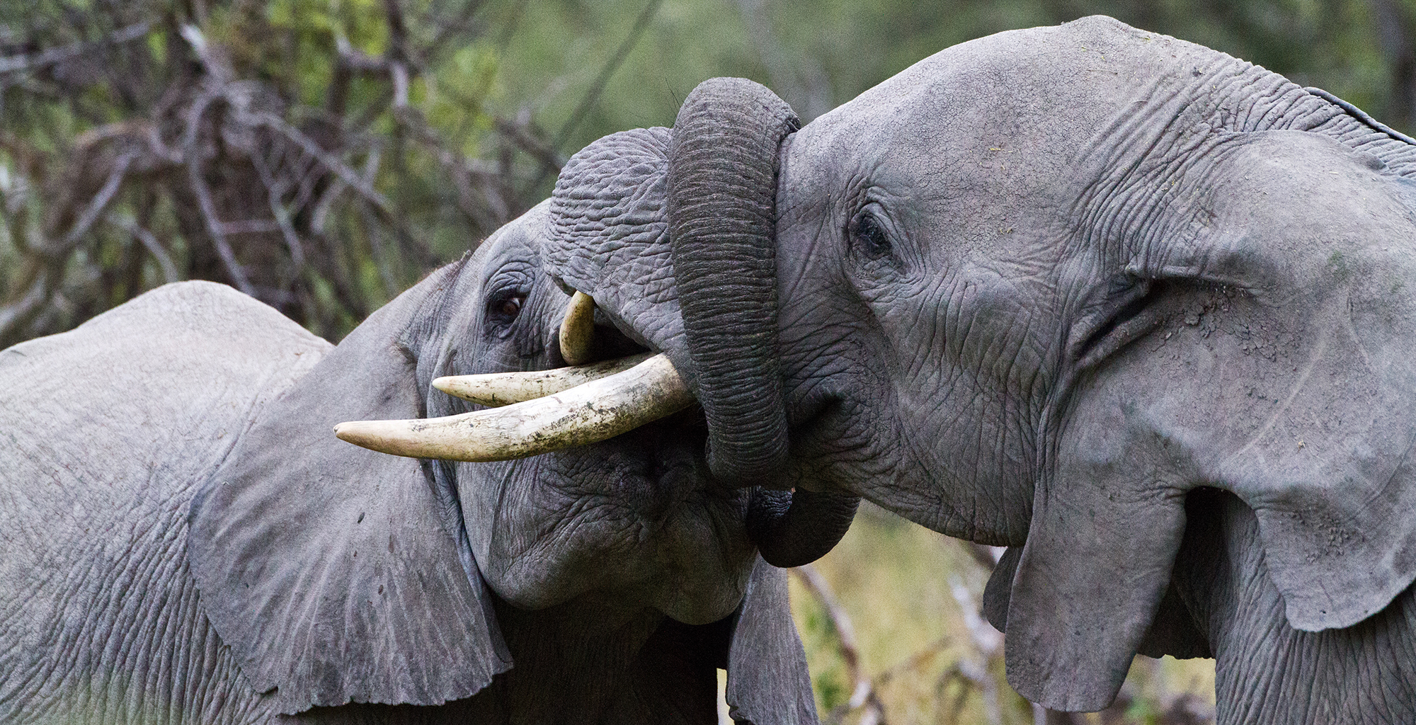 Botswana-Moremi-Reserve-Wildlife-Elephant