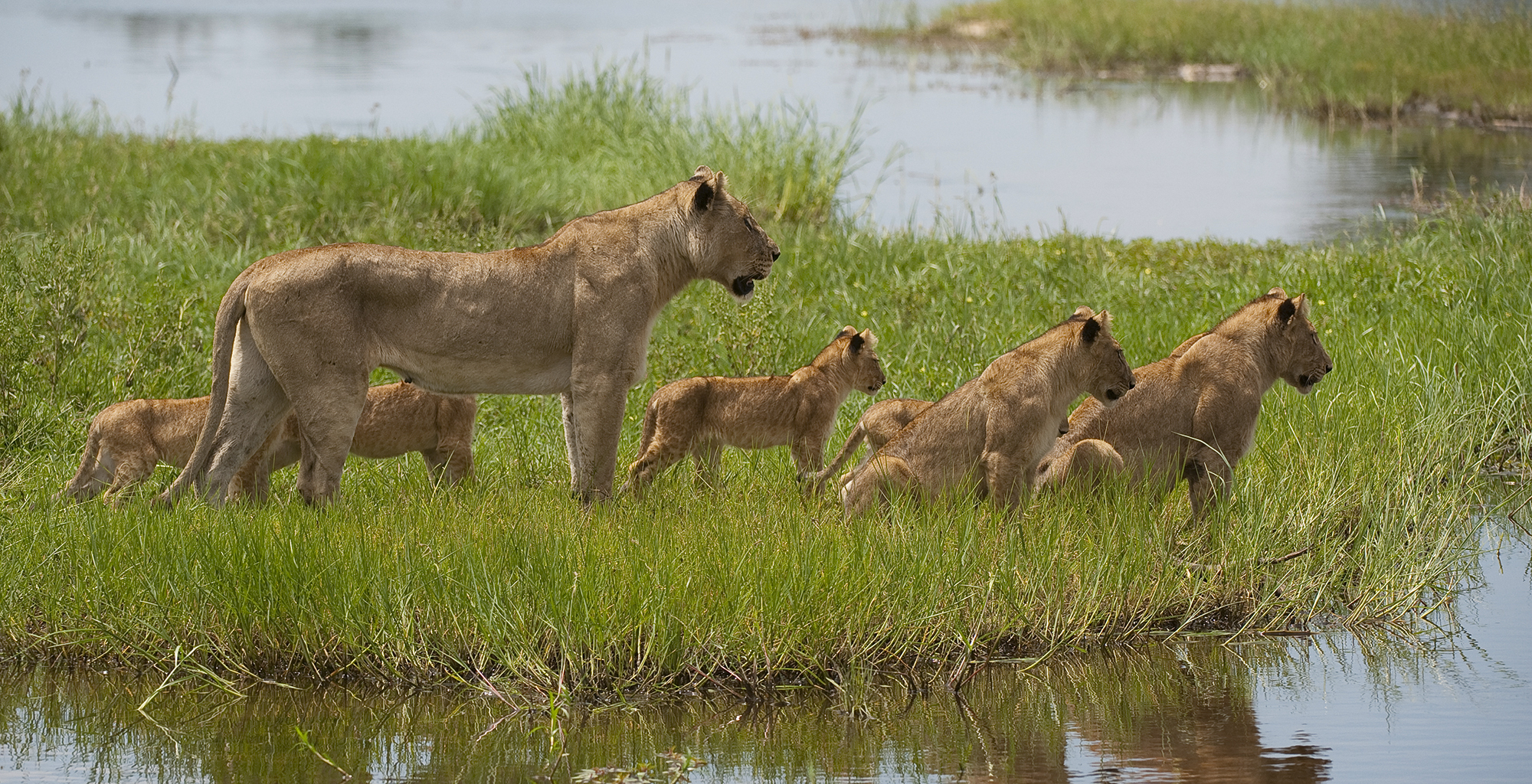 Botswana-Moremi-Reserve-Wildlife-Lion