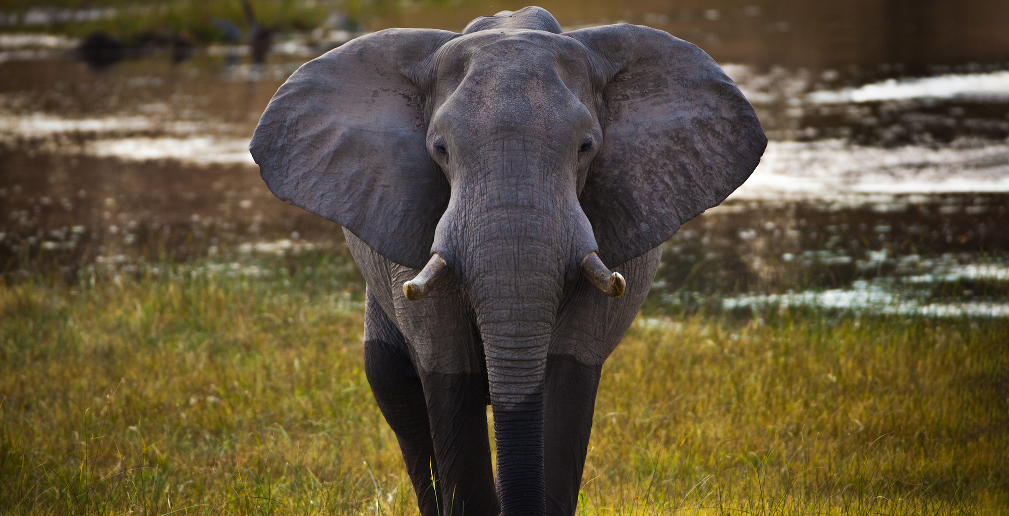 Botswana-Chobe-National-Park-Wildlife-Elephant