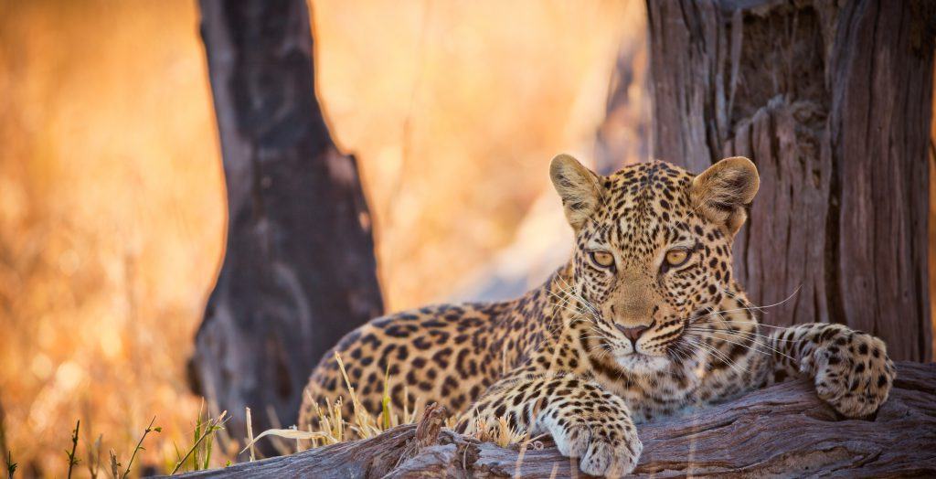 Botswana-Chobe-National-Park-Widllife-Leopard