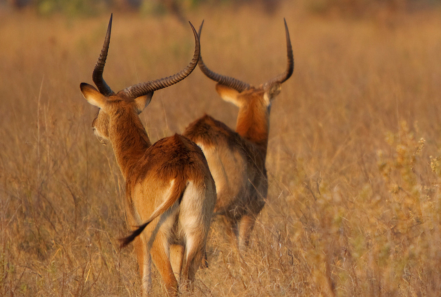 Botswana-Kakana-Mokoro-Trails-Wildlife