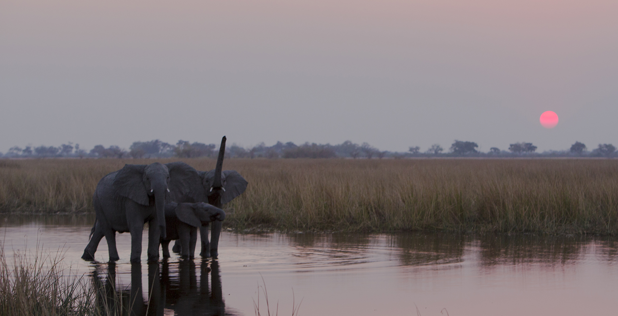 Botswana-Selinda-Explorer-Elephant