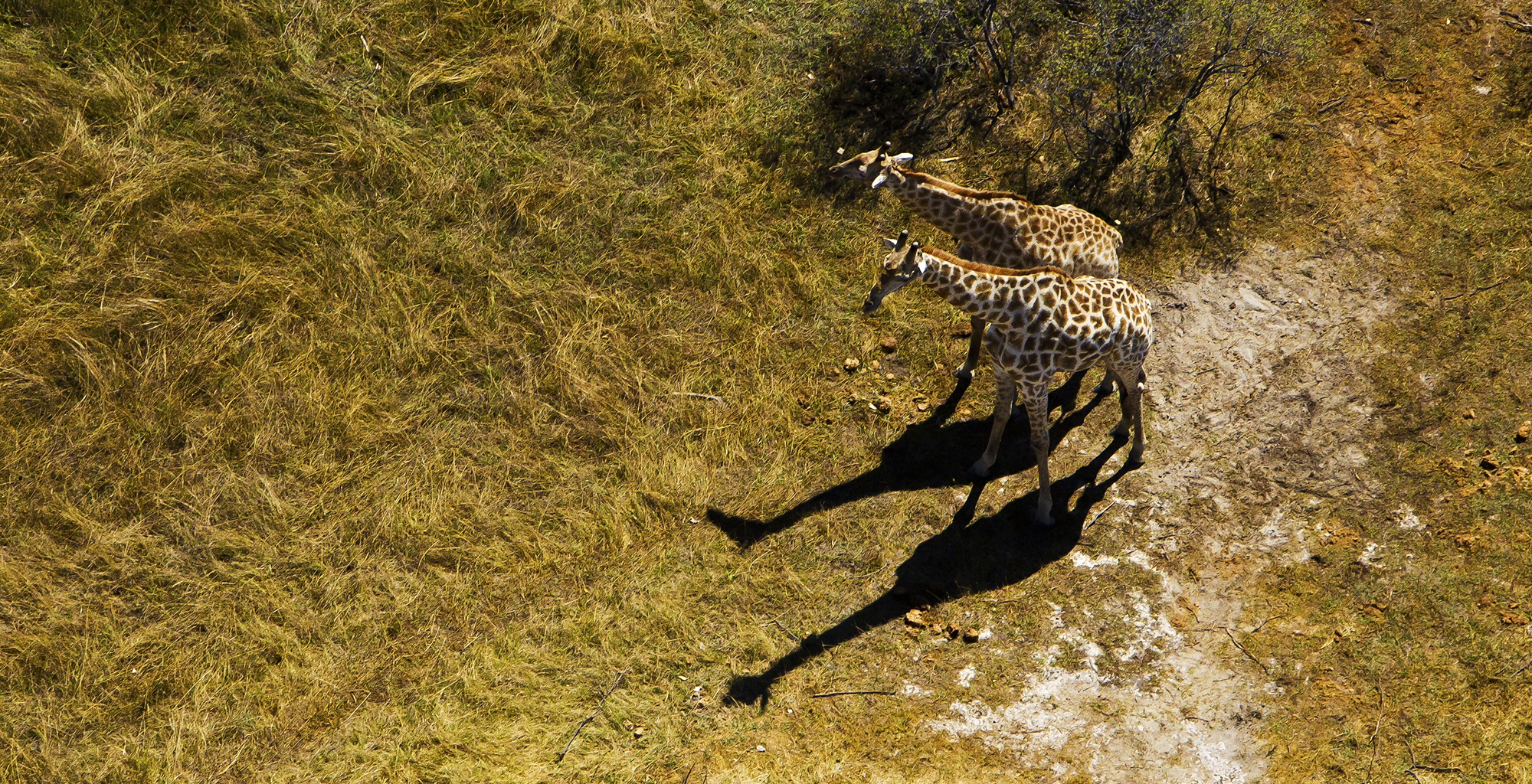 Botswana-Selinda-Explorer-Giraffe