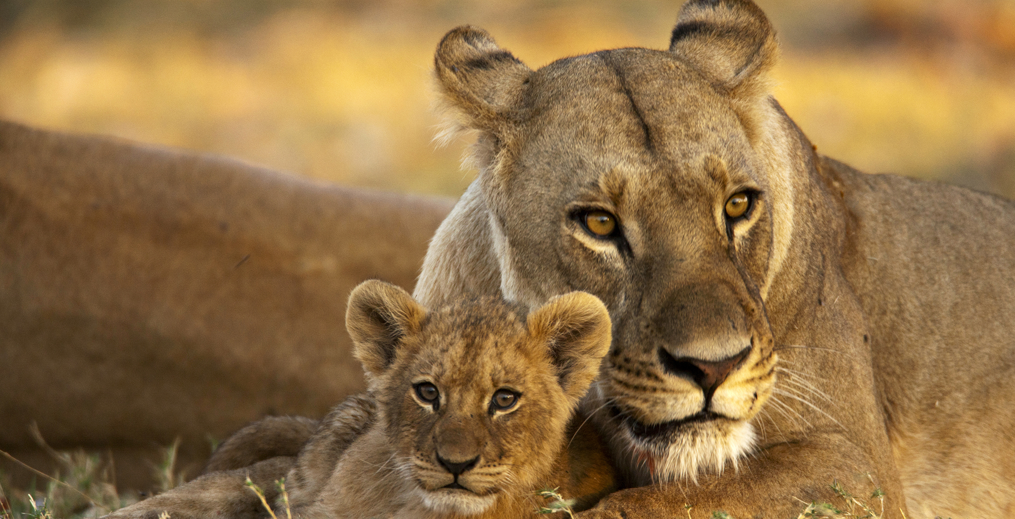 Botswana-Selinda-Camp-Wildlife-Lions