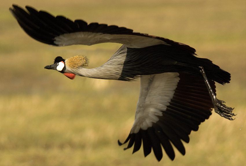 Zambia-Wildlife-Bird
