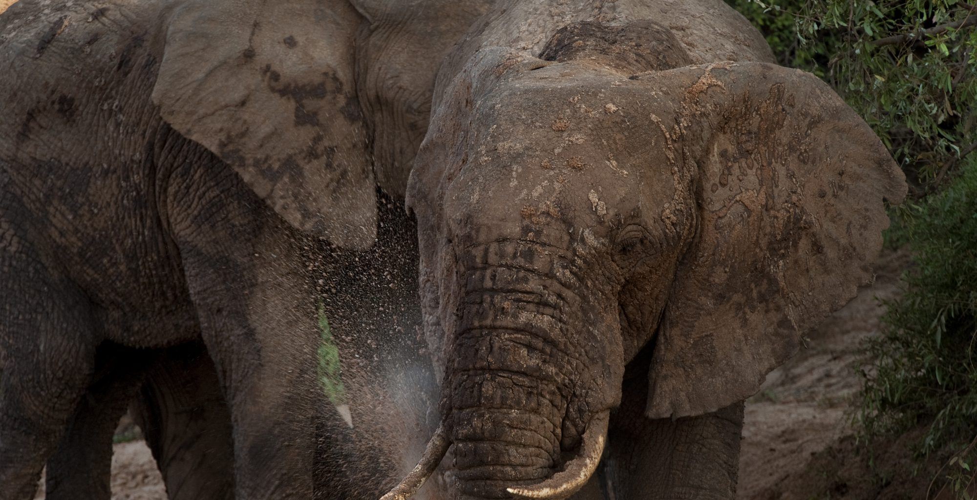 Kenya-Sera-Wildlife-Conservancy-Elephant