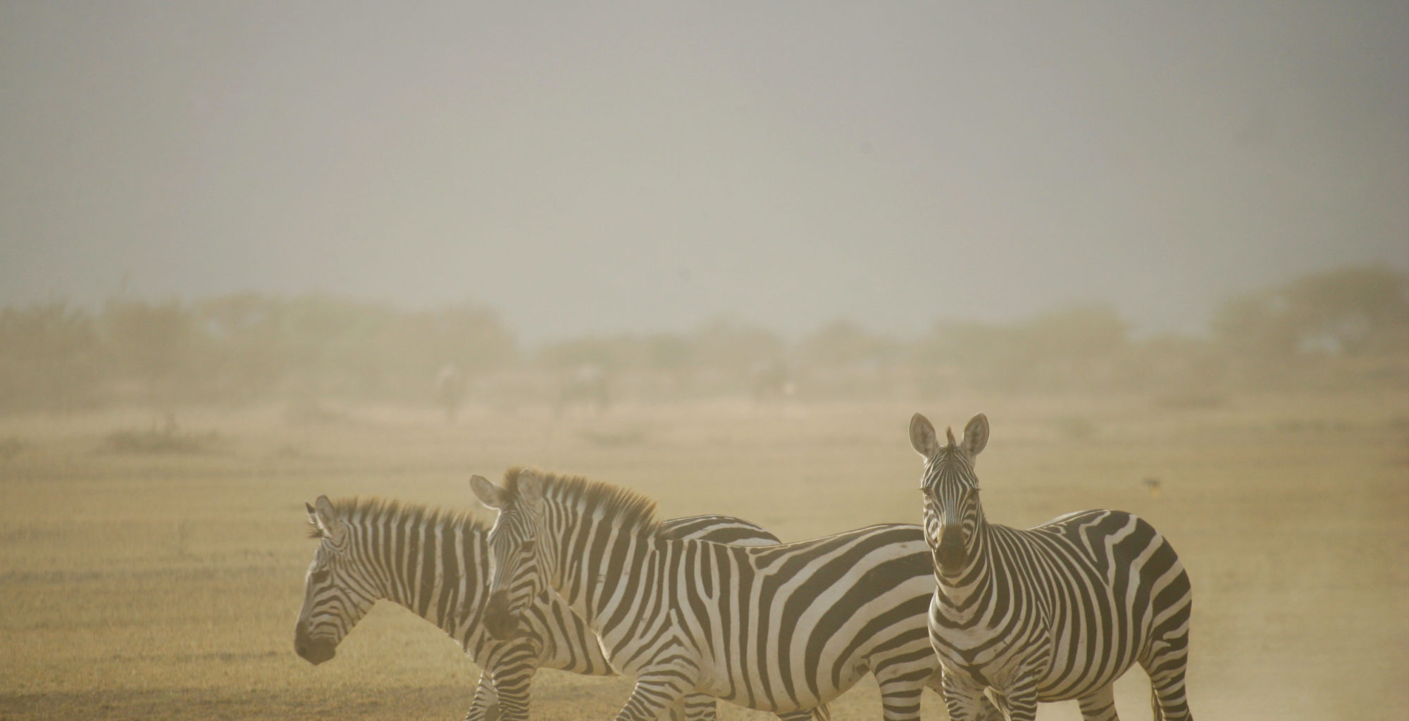 Great Rift Valley Kenya Zebras