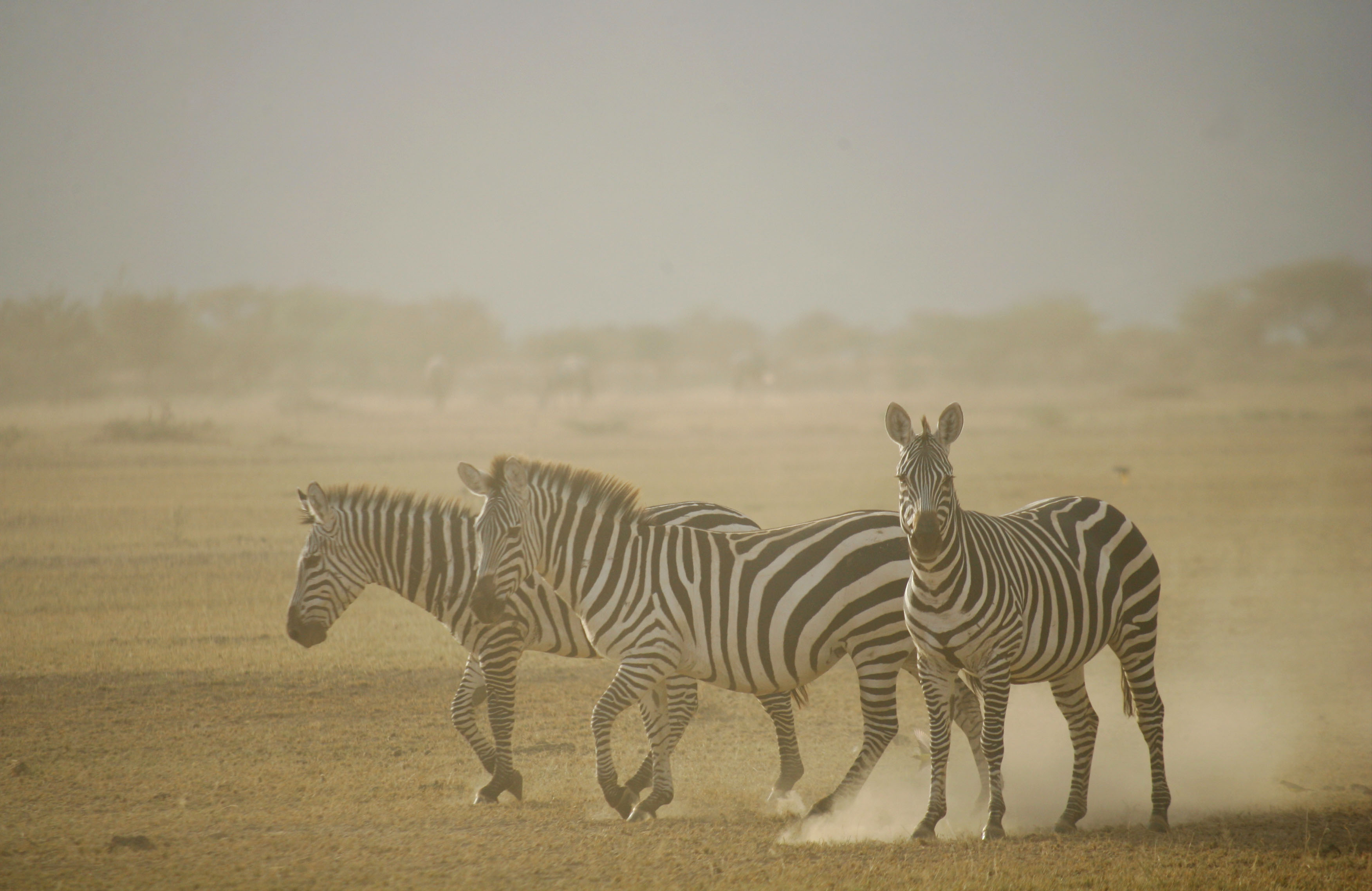 Great Rift Valley Kenya Zebras