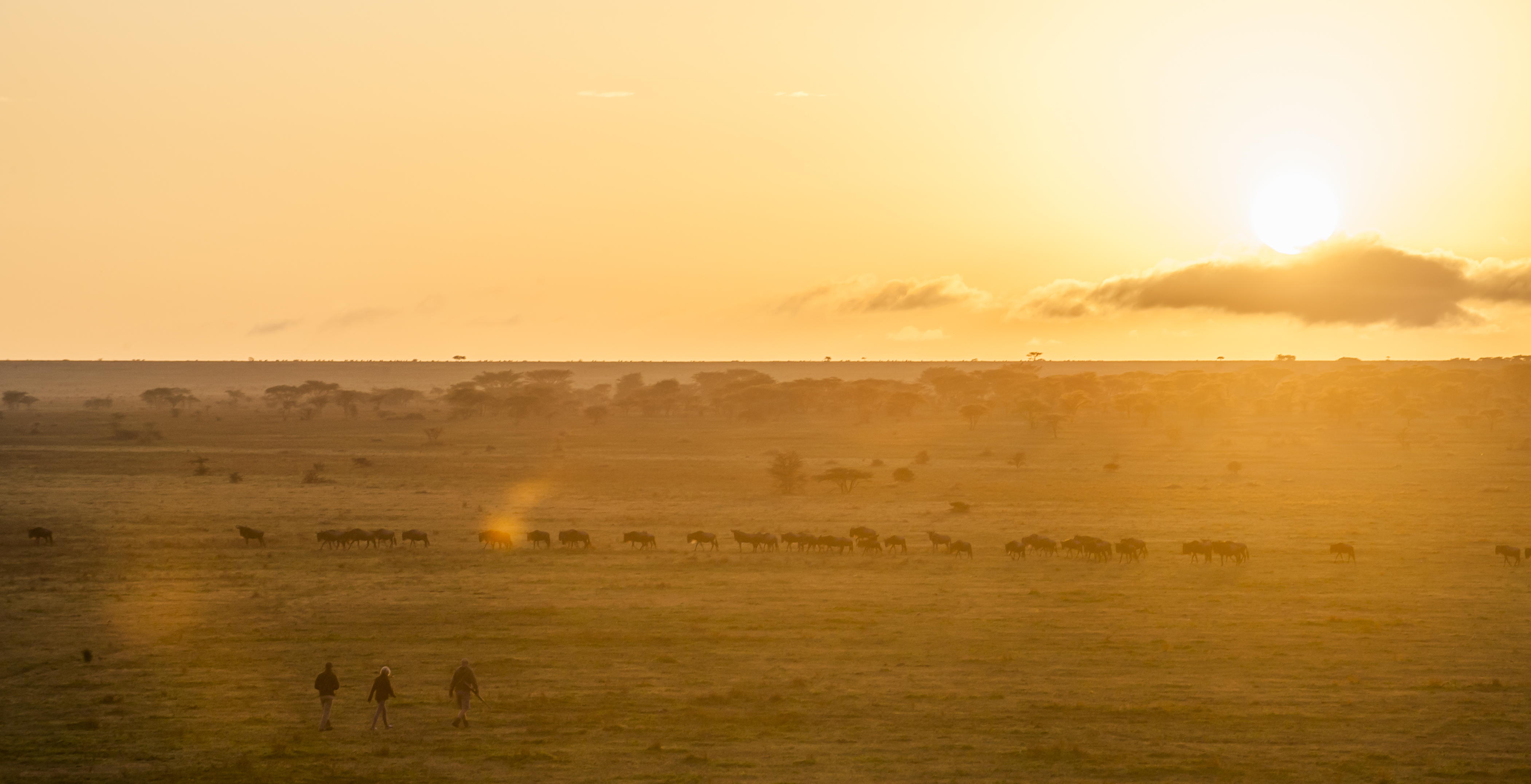 Safari Walk at Sunset in the Serengeti near Mwiba Lodge