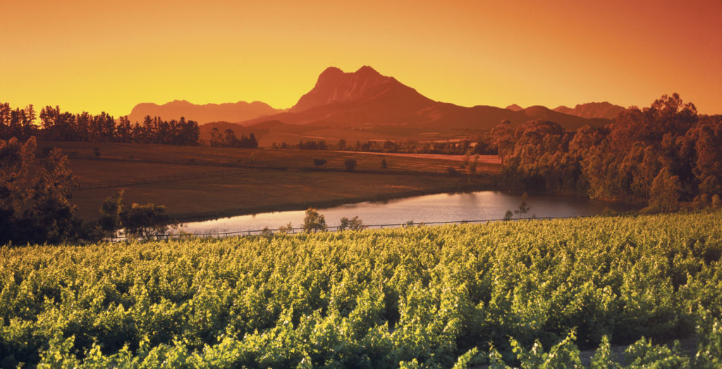 South-Africa-Franschhoek-Vineyards