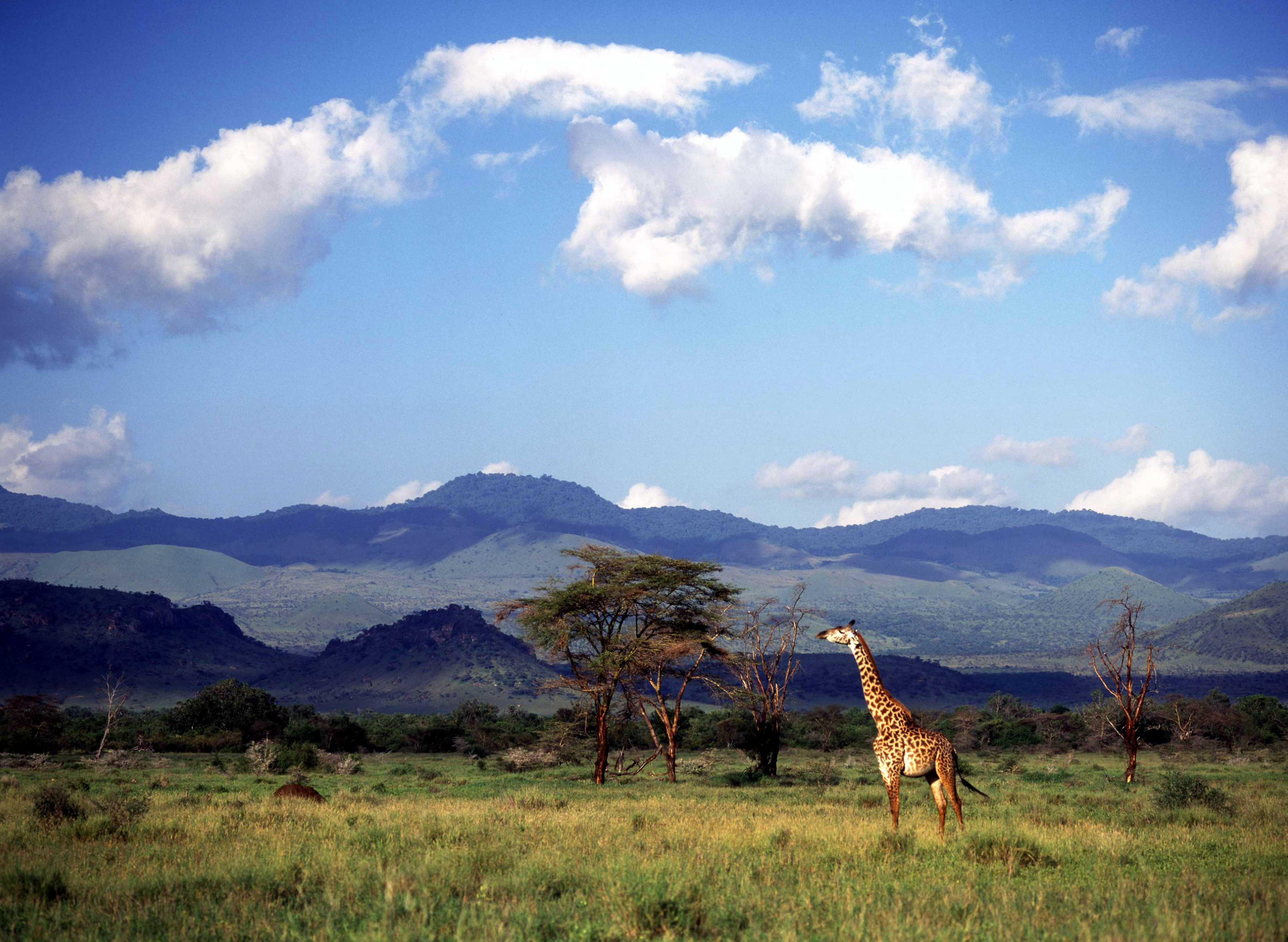 Kampi-y-Kanzi-Kenya-Wildlife