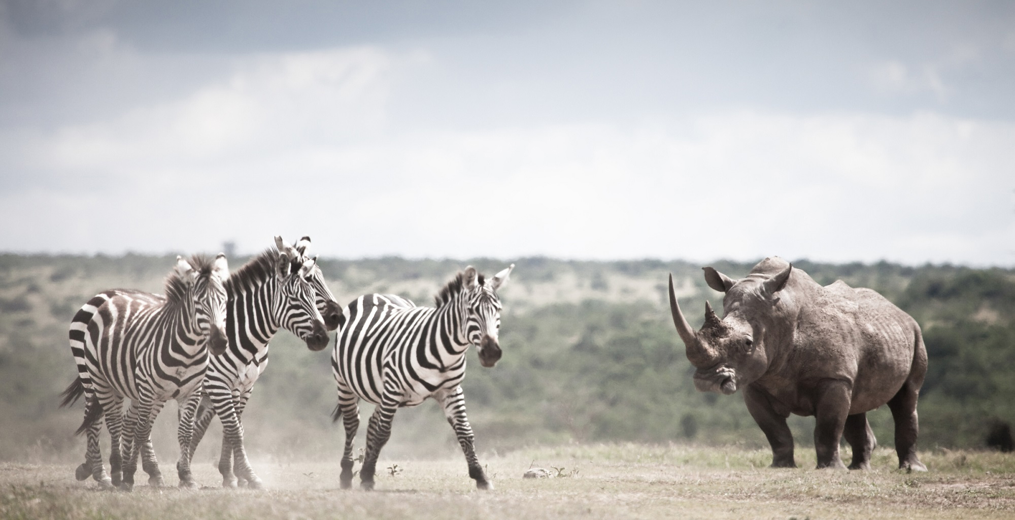 Kenya-Solio-Lodge-Zebra-White-Rhino