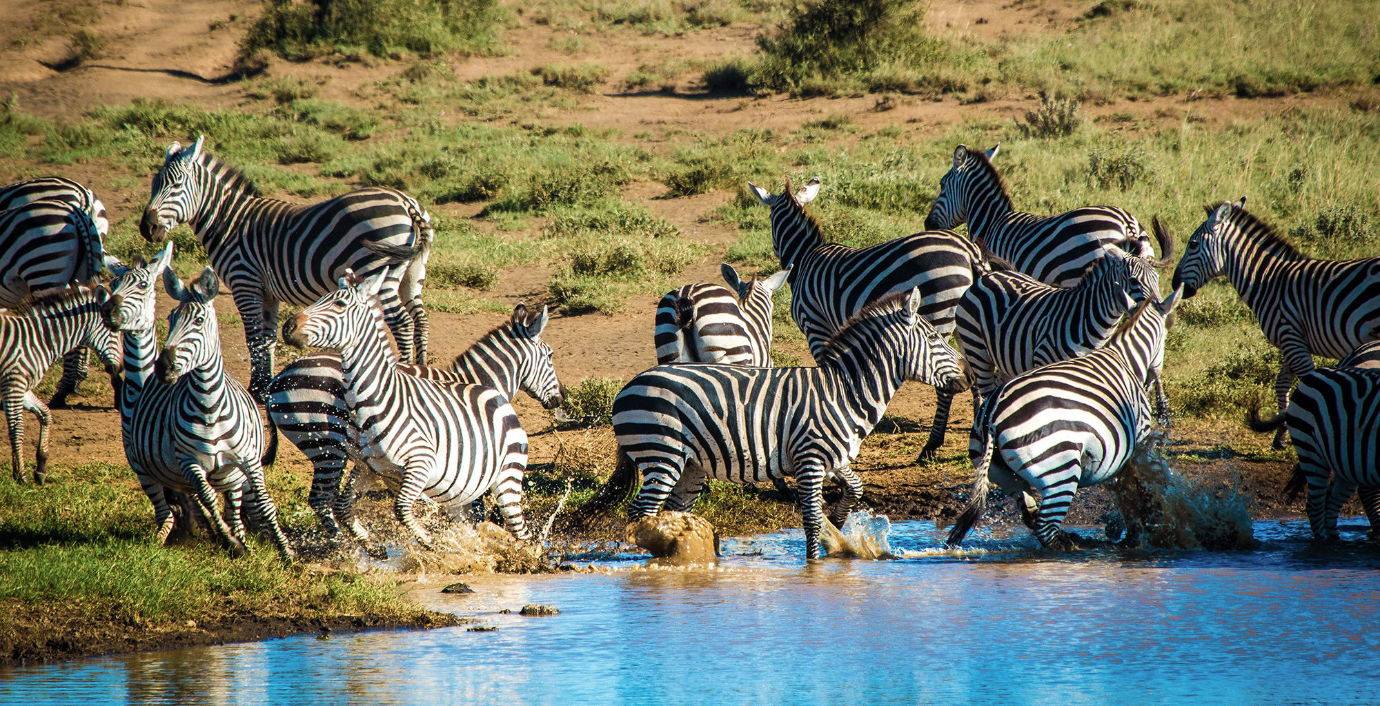 Kenya-Amboseli-National-Park-Wildlife-Zebra