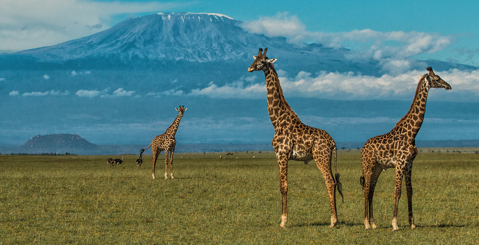 Kenya-Amboseli-National-Park-Wildlife-Giraffe