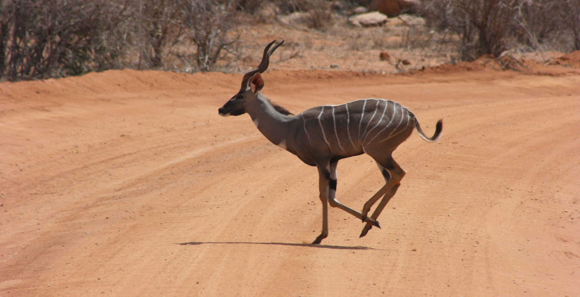 Kenya-Tsavo-East-National-Park-Wildlife