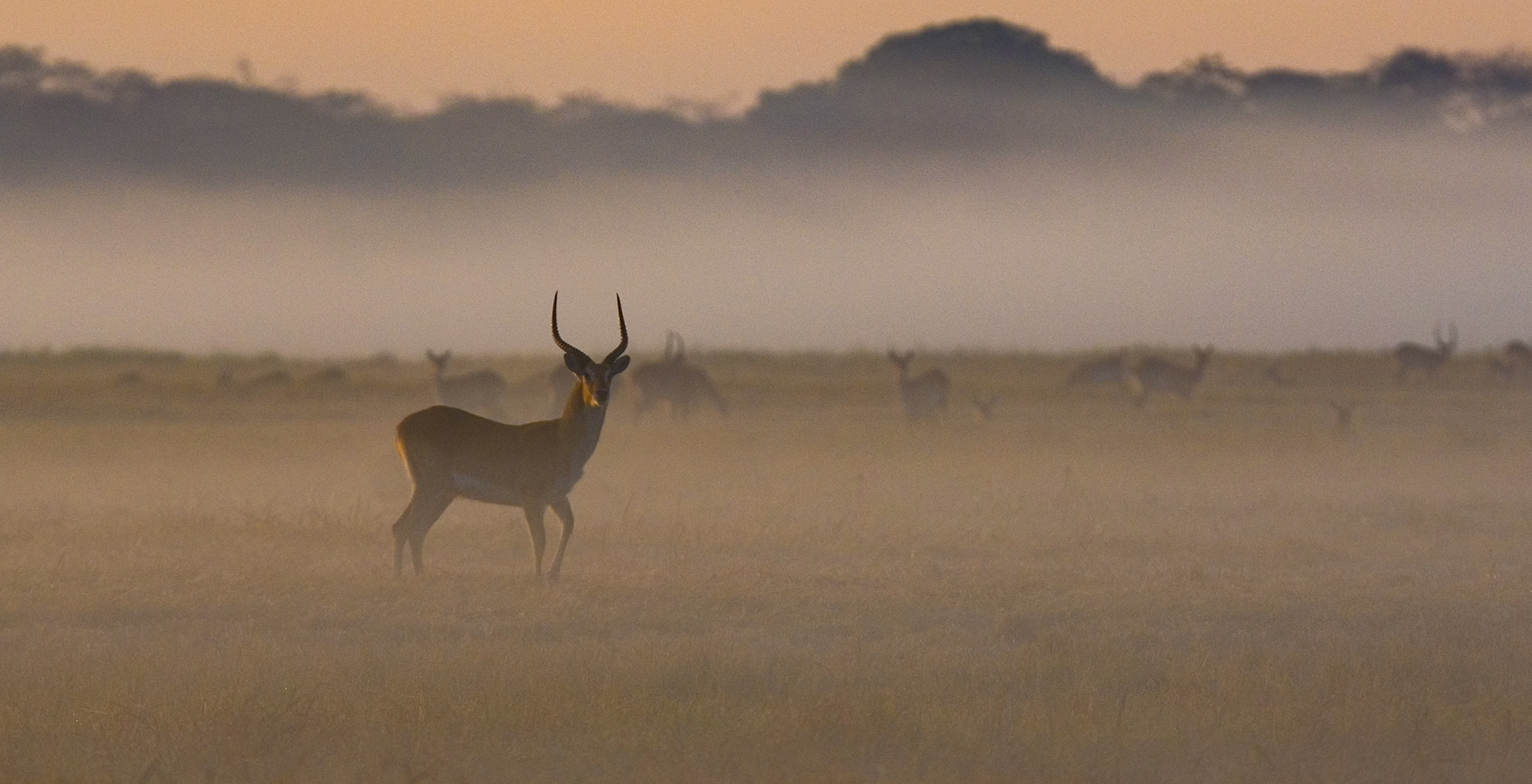 Zambia-Wildlife-Antelope