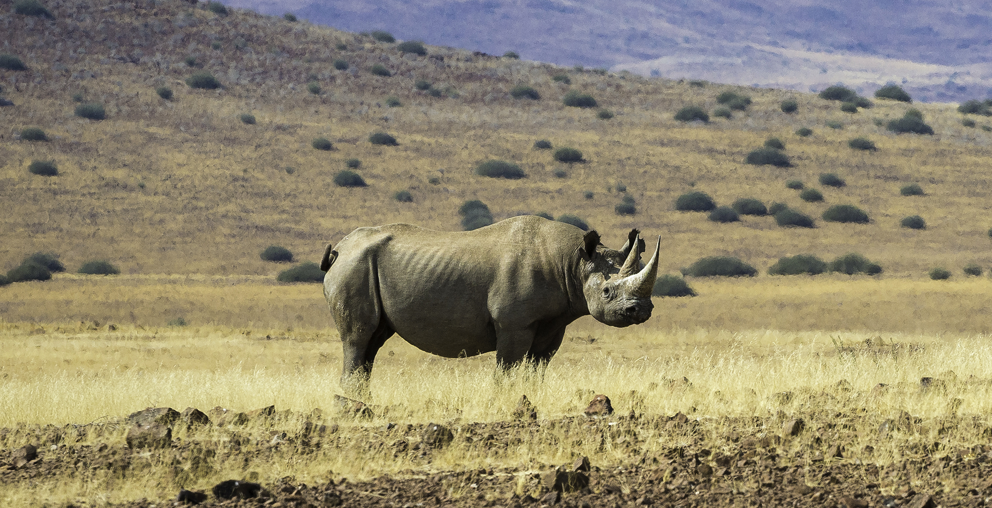 Namibia-Wildlife-Rhino