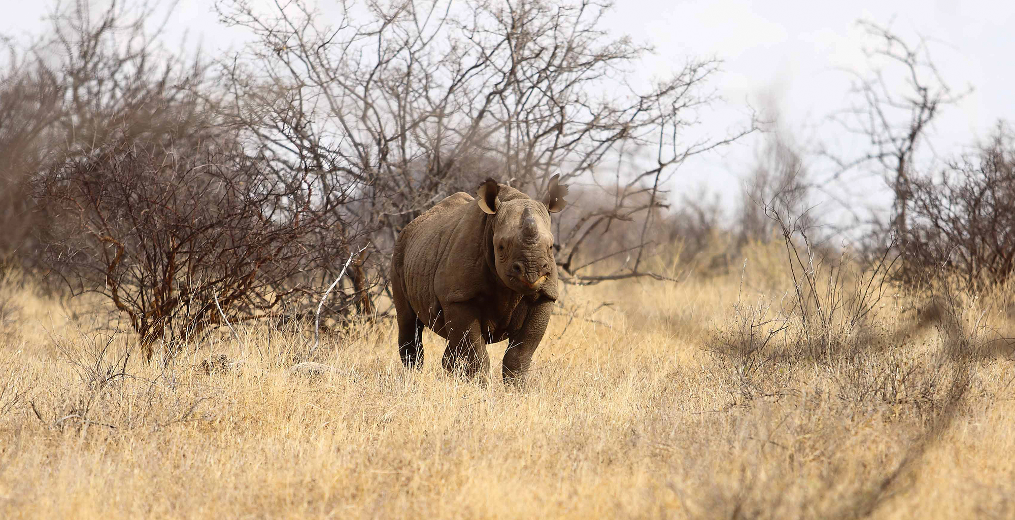 Kenya-Sera-Wildlife-Conservancy-Rhino