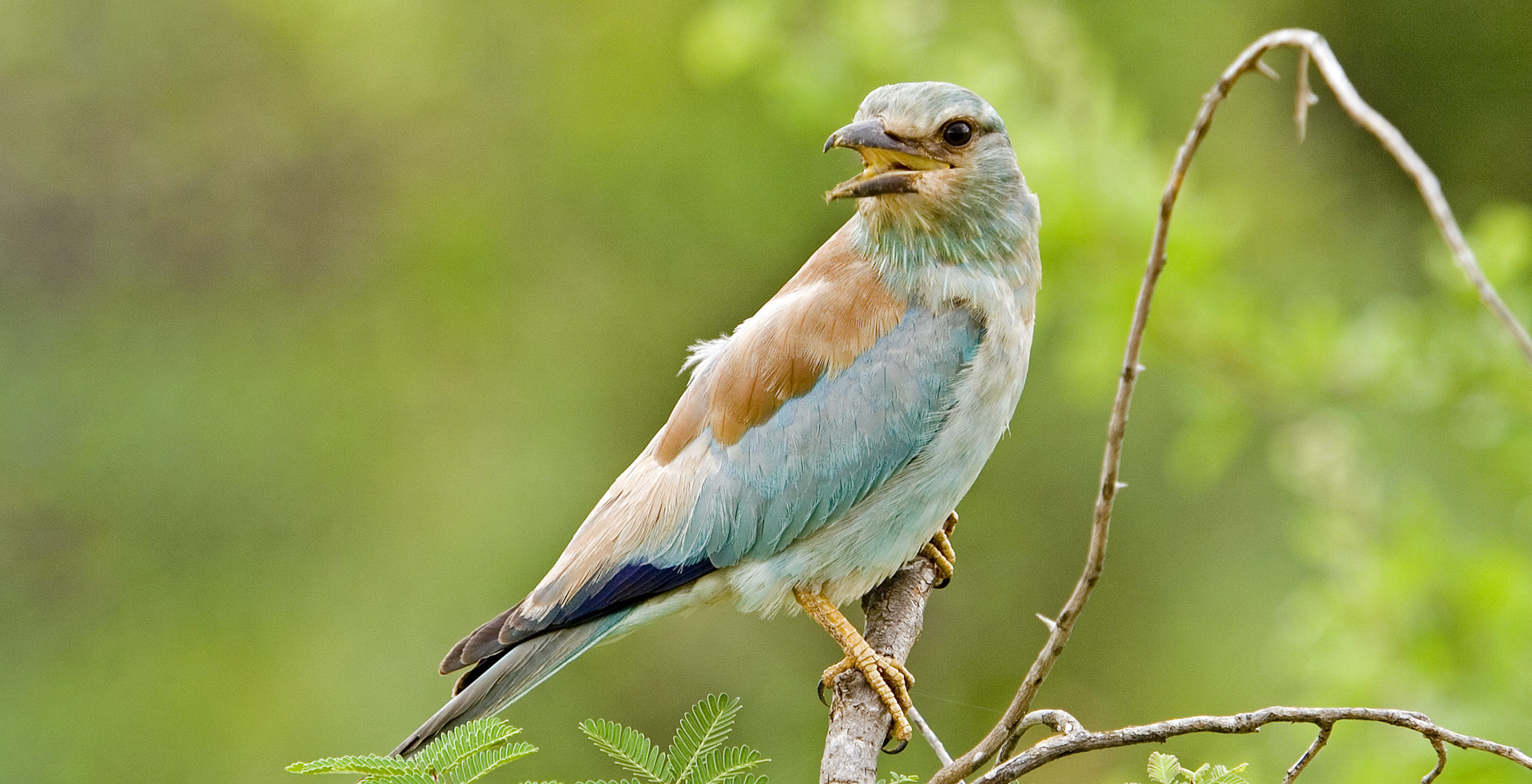 Kenya-Tsavo-East-National-Park-European-Roller-Bird