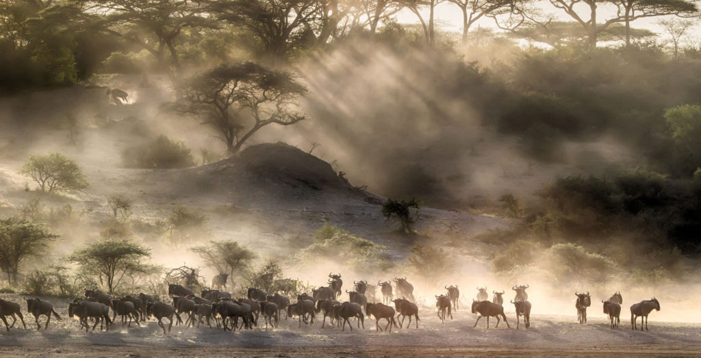 Tanzania-Wildebeest-Migration