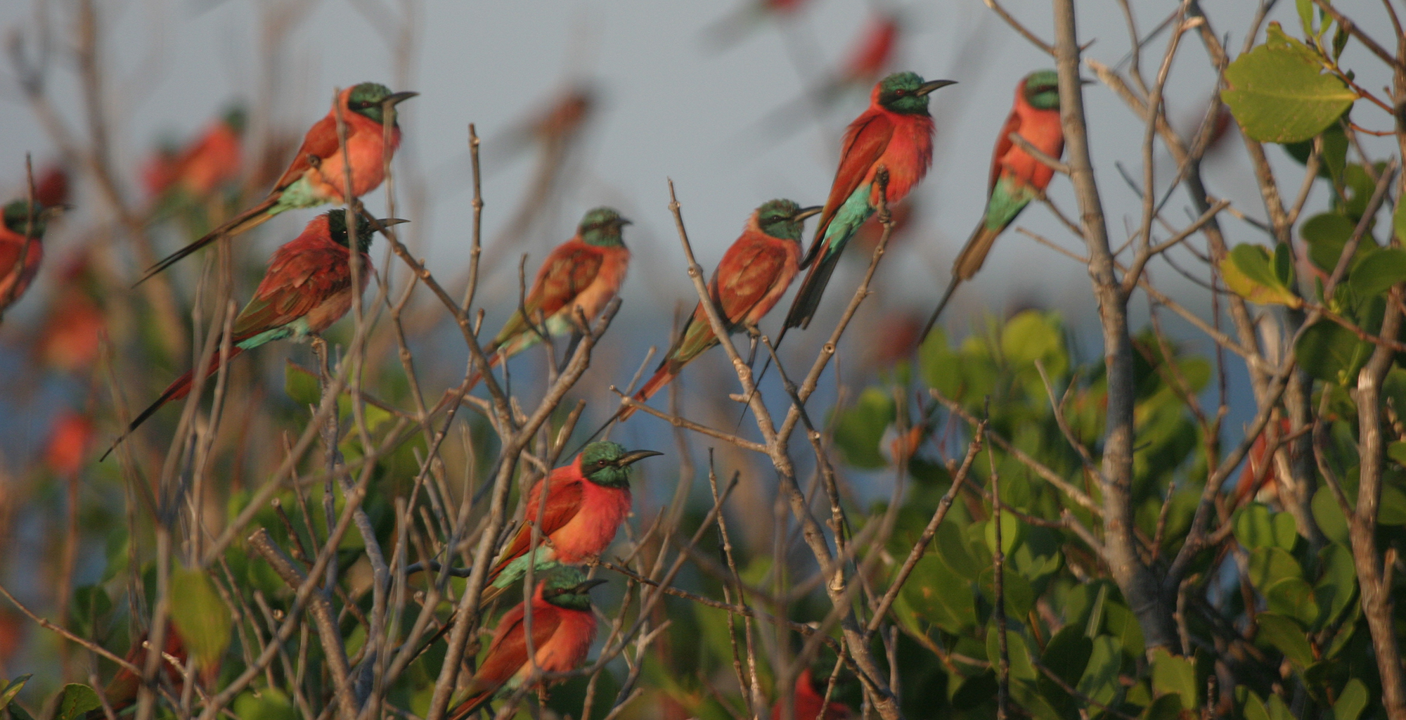 Kenya-Manda-Lodge-Bay-Birds