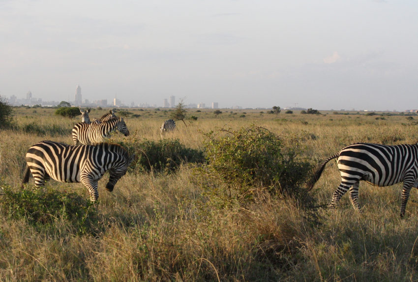 Kenya-Nairobi-Wildlife-Zebra