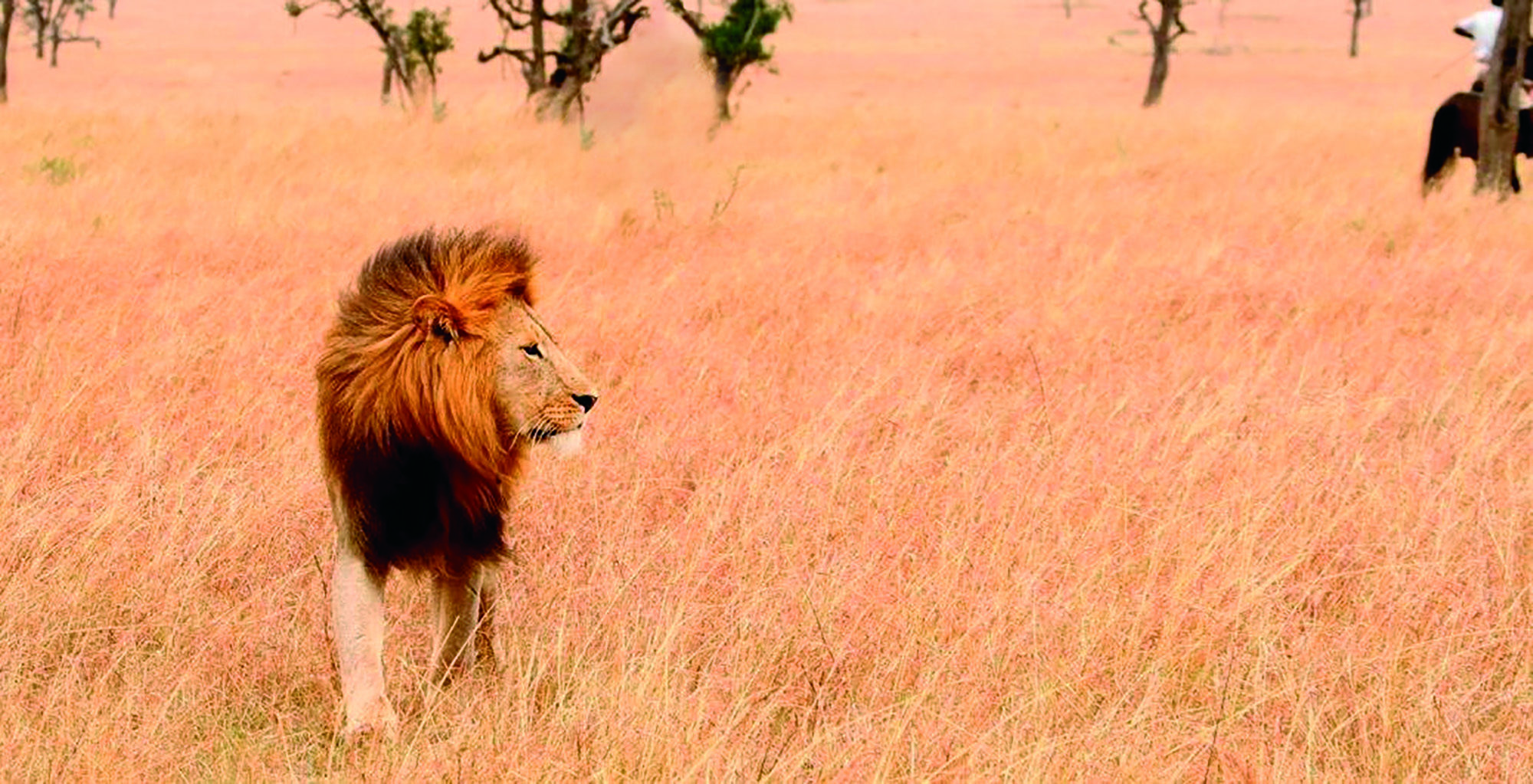 Ride-Kenya-Lion