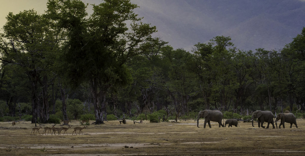Zimbabwe-Wildlife-Elephant-Impala