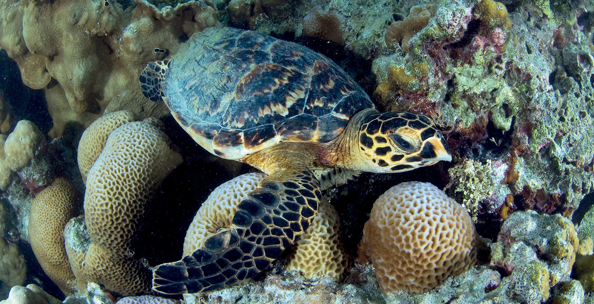 Seychelles-Sealife-Turtle