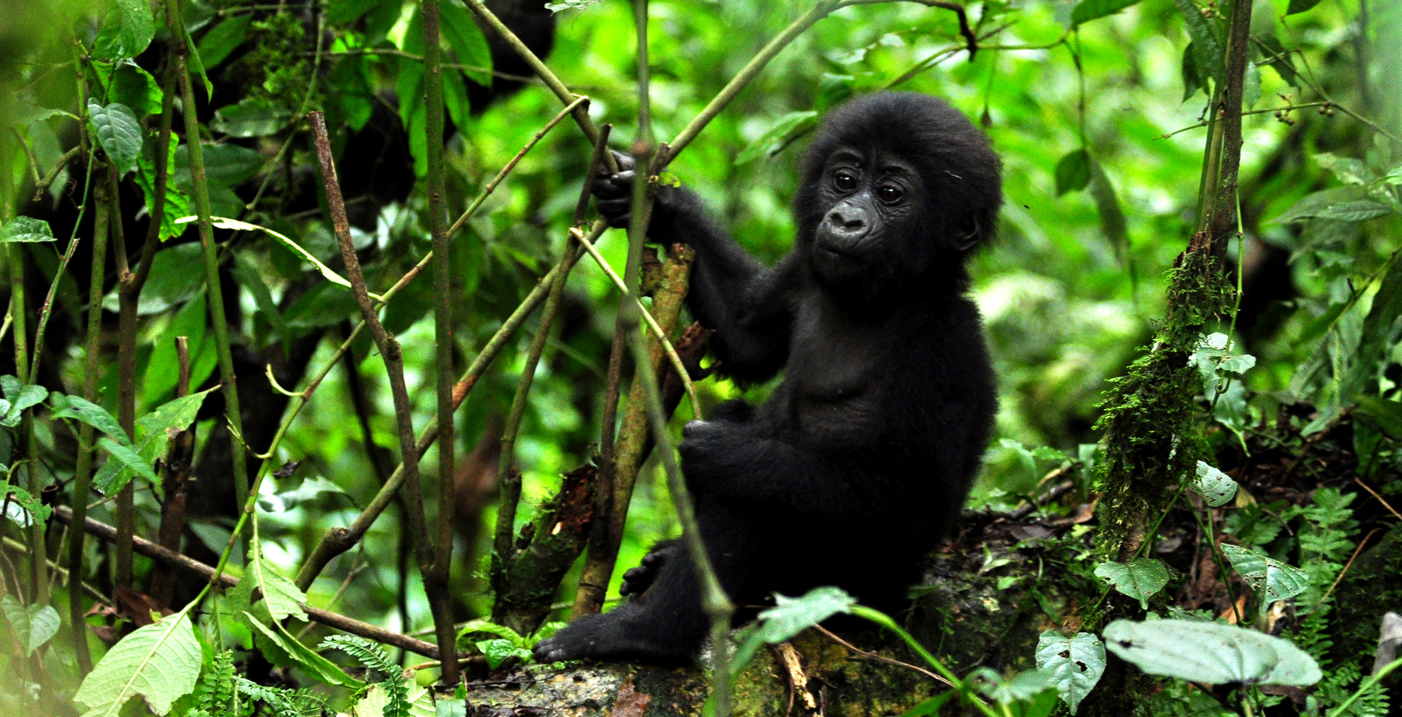 Uganda-Wildlife-Gorilla