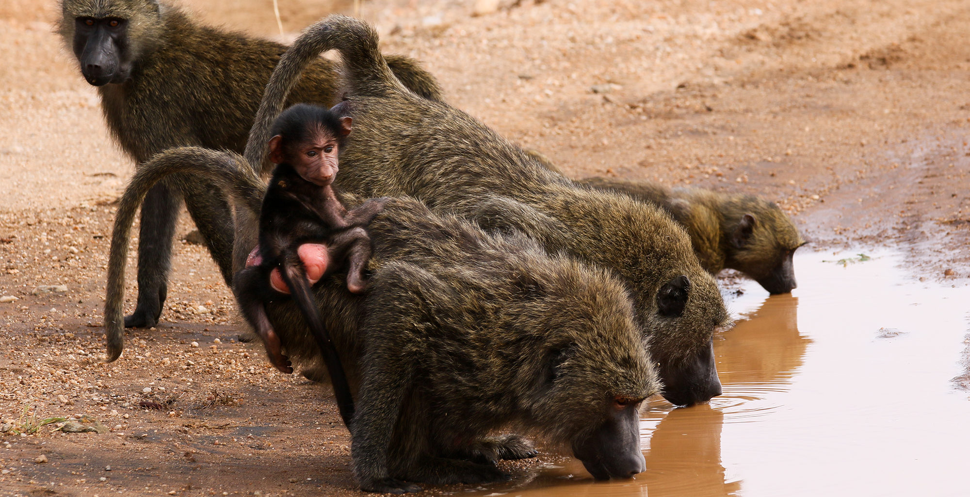 Kenya-Samburu-National-Reserve-Monkeys