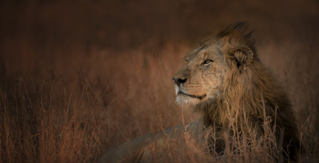 South-Africa-Wildlife-Lion