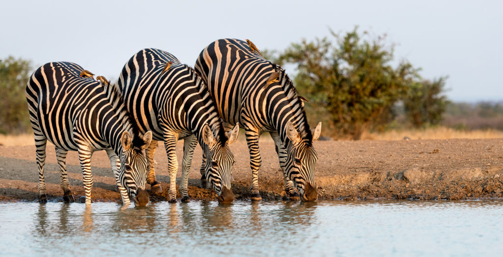 Zimbabwe-Wildlife-Zebra